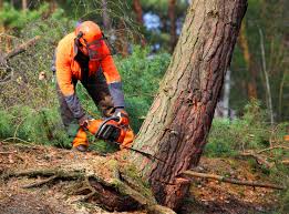 Best Leaf Removal  in Eloy, AZ